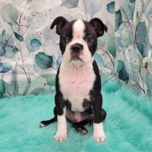 Buster-3-300x300 Buster (Male) Boston Terrier $1899.99 (Went to a Wonderful Home)