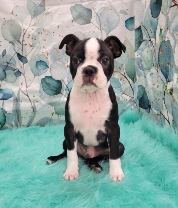 Buster-3-600x701 Buster (Male) Boston Terrier $1899.99 (Went to a Wonderful Home)