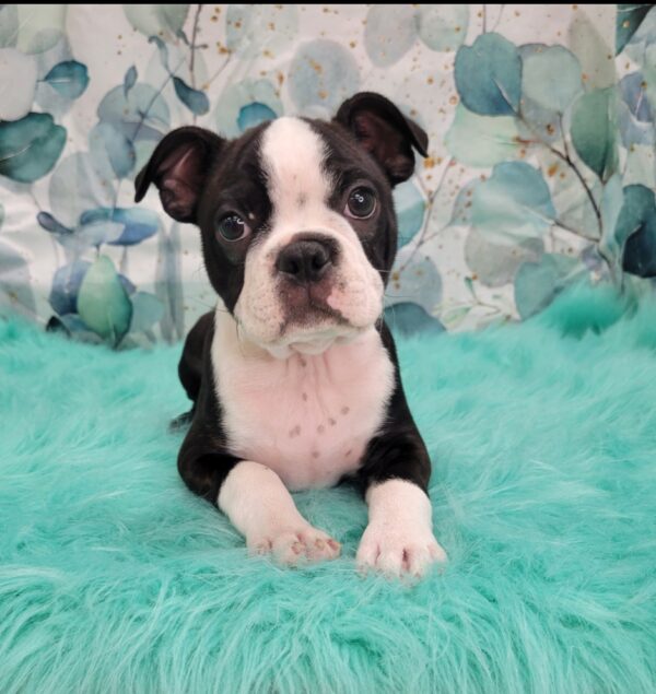 Buster-4-600x635 Buster (Male) Boston Terrier $1899.99 (Went to a Wonderful Home)