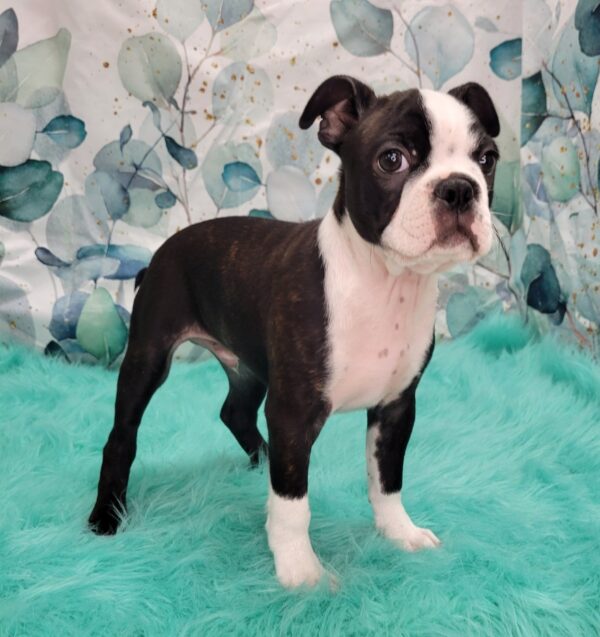 Buster-600x637 Buster (Male) Boston Terrier $1899.99 (Went to a Wonderful Home)