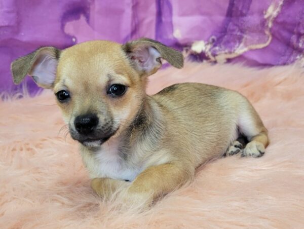 Calvin-2-600x452 Calvin (Male) Chihuahua Mix $999.99 (Found a Good Home)