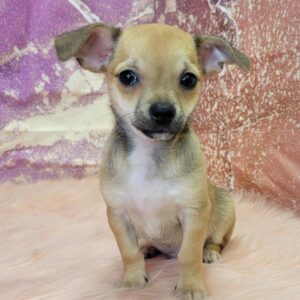Calvin-3-300x300 Calvin (Male) Chihuahua Mix $999.99 (Found a Good Home)
