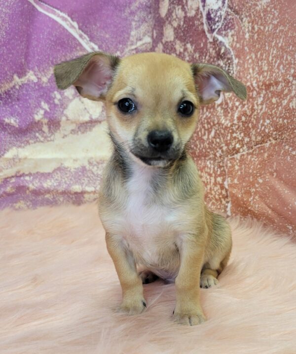 Calvin-3-600x719 Calvin (Male) Chihuahua Mix $999.99 (Found a Good Home)