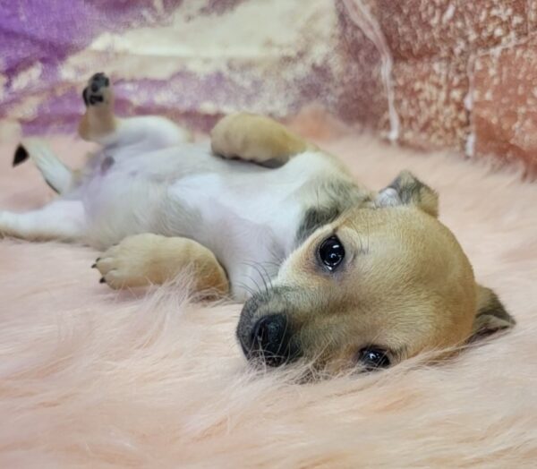 Calvin-4-600x524 Calvin (Male) Chihuahua Mix $999.99 (Found a Good Home)