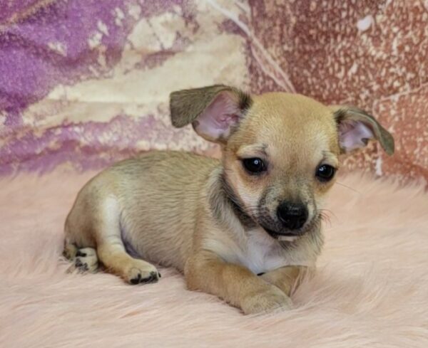 Calvin-600x489 Calvin (Male) Chihuahua Mix $999.99 (Found a Good Home)