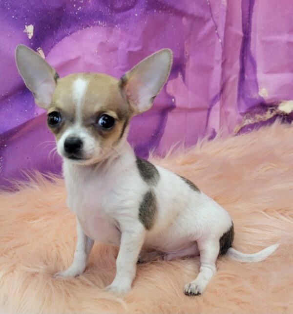 Castro-2-600x643 Castro (Male) Chihuahua $1899.99 (Found Loving Home)