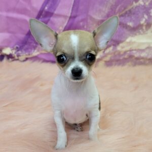 Castro-3-300x300 Castro (Male) Chihuahua $1899.99 (Found Loving Home)