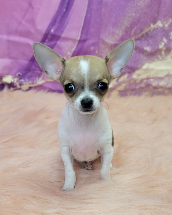 Castro-3-600x749 Castro (Male) Chihuahua $1899.99 (Found Loving Home)