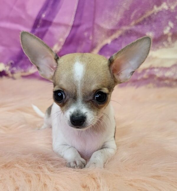Castro-4-600x647 Castro (Male) Chihuahua $1899.99 (Found Loving Home)