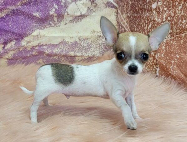Castro-600x456 Castro (Male) Chihuahua $1899.99 (Found Loving Home)
