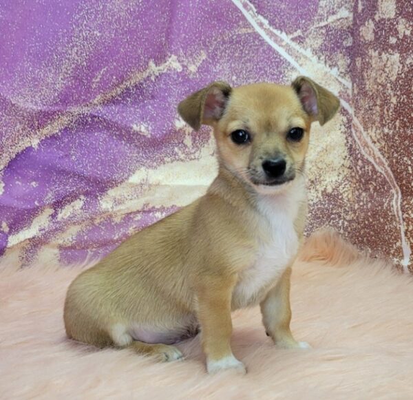 Chevy-2-600x581 Chevy (Male) Chihuahua Mix $999.99 (Found Loving Home)