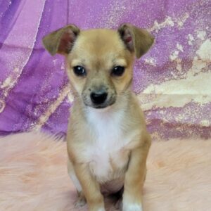 Chevy-3-300x300 Chevy (Male) Chihuahua Mix $999.99 (Found Loving Home)