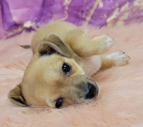 Chevy-4-600x536 Chevy (Male) Chihuahua Mix $999.99 (Found Loving Home)