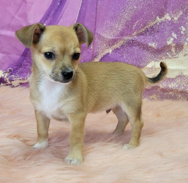 Chevy-600x584 Chevy (Male) Chihuahua Mix $999.99 (Found Loving Home)