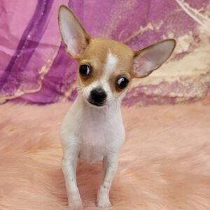 Chico-2-300x300 Chico (Male) Chihuahua $1899.99 (Found Loving Home)