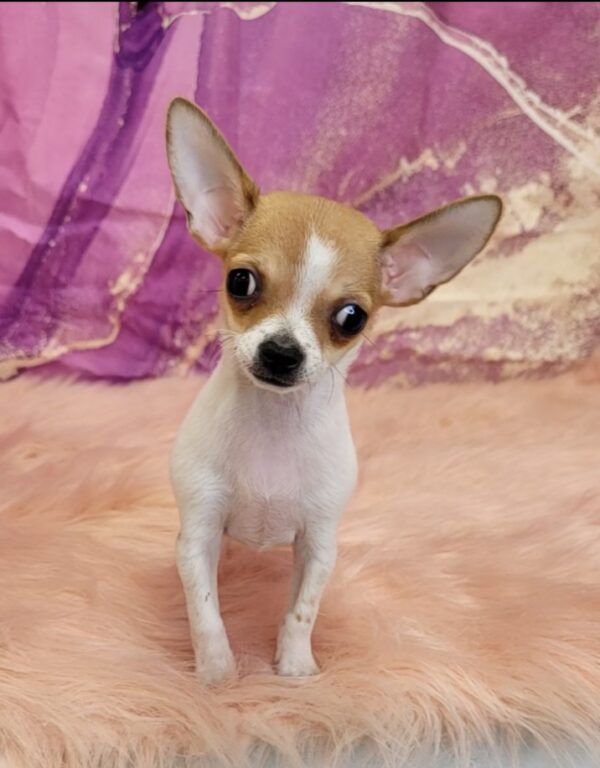 Chico-2-600x768 Chico (Male) Chihuahua $1899.99 (Found Loving Home)