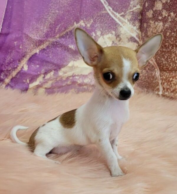 Chico-3-600x656 Chico (Male) Chihuahua $1899.99 (Found Loving Home)