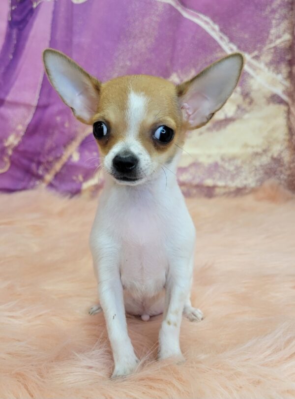 Chico-4-600x811 Chico (Male) Chihuahua $1899.99 (Found Loving Home)