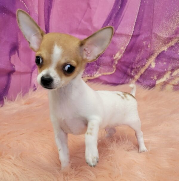 Chico-600x605 Chico (Male) Chihuahua $1899.99 (Found Loving Home)