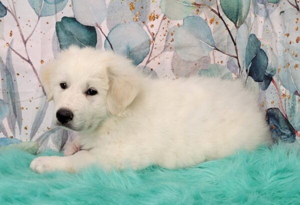 Gerry-2-600x410 Gerry (Female) Great Pyrenees $1899.99 (Found Loving Home)