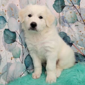 Gerry-3-1-300x300 Gerry (Female) Great Pyrenees $1899.99 (Found Loving Home)