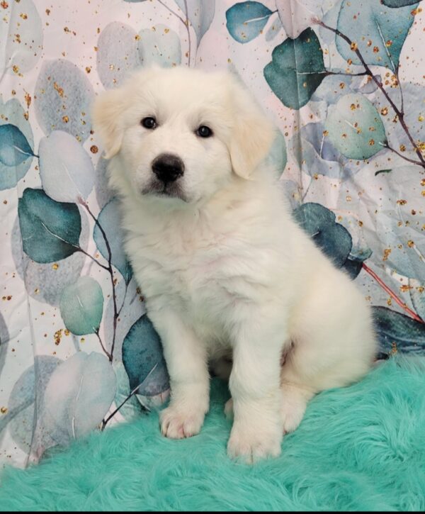Gerry-3-1-600x725 Gerry (Female) Great Pyrenees $1899.99 (Found Loving Home)