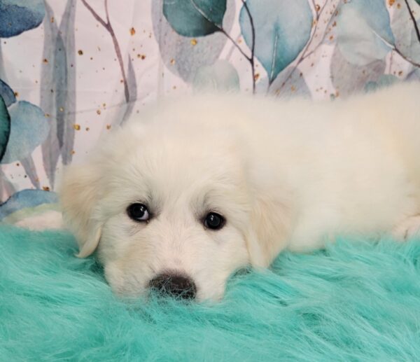 Gerry-4-600x517 Gerry (Female) Great Pyrenees $1899.99 (Found Loving Home)