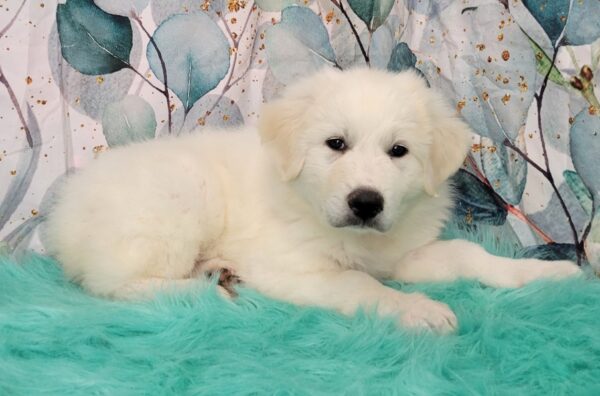 Gerry-600x396 Gerry (Female) Great Pyrenees $1899.99 (Found Loving Home)