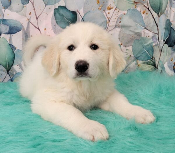 Greta-3-600x524 Greta (Female) Great Pyrenees $1899.99 (Found Loving Home)