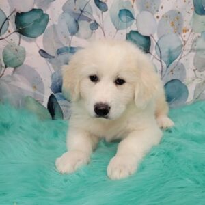Greta-4-960x978-1-300x300 Greta (Female) Great Pyrenees $1899.99 (Found Loving Home)