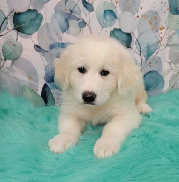 Greta-4-960x978-1-600x611 Greta (Female) Great Pyrenees $1899.99 (Found Loving Home)