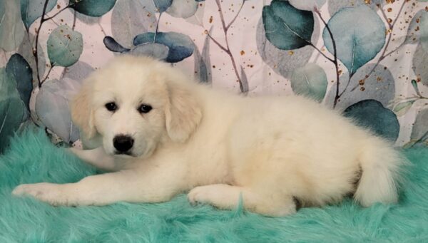 Greta-600x341 Greta (Female) Great Pyrenees $1899.99 (Found Loving Home)