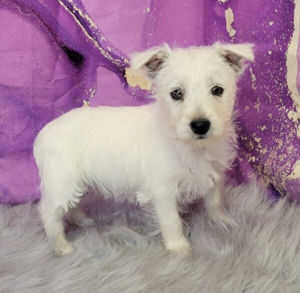Willow-1-600x585 Willow (Female) Westipoo $1799.99 (Found a Loving Home)