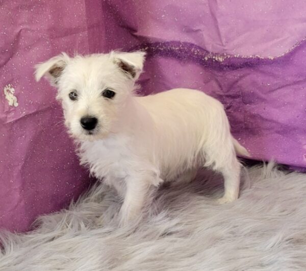 Willow-2-1-600x531 Willow (Female) Westipoo $1799.99 (Found a Loving Home)