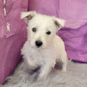 Willow-3-1-300x300 Willow (Female) Westipoo $1799.99 (Found a Loving Home)