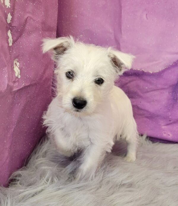 Willow-3-1-600x695 Willow (Female) Westipoo $1799.99 (Found a Loving Home)