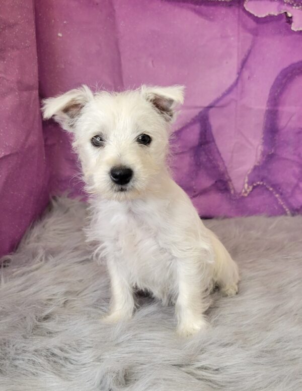 Willow-4-1-600x775 Willow (Female) Westipoo $1799.99 (Found a Loving Home)