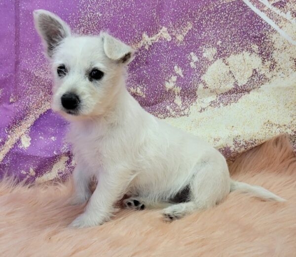 Wynona--600x521 Wynona (Female) Westipoo $599.99 (Found Loving Home )