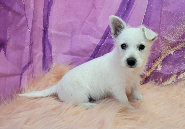 Wynona-2-600x418 Wynona (Female) Westipoo $599.99 (Found Loving Home )