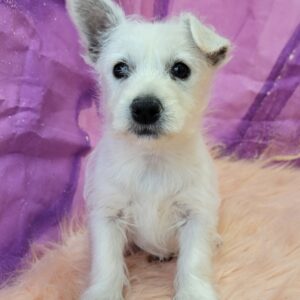 Wynona-4-300x300 Wynona (Female) Westipoo $599.99 (Found Loving Home )