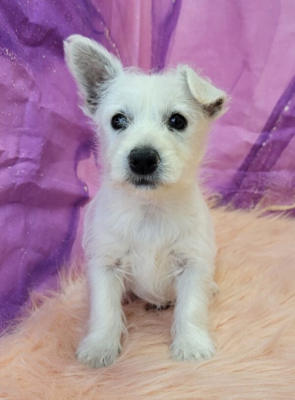 Wynona-4-600x813 Wynona (Female) Westipoo $599.99 (Found Loving Home )