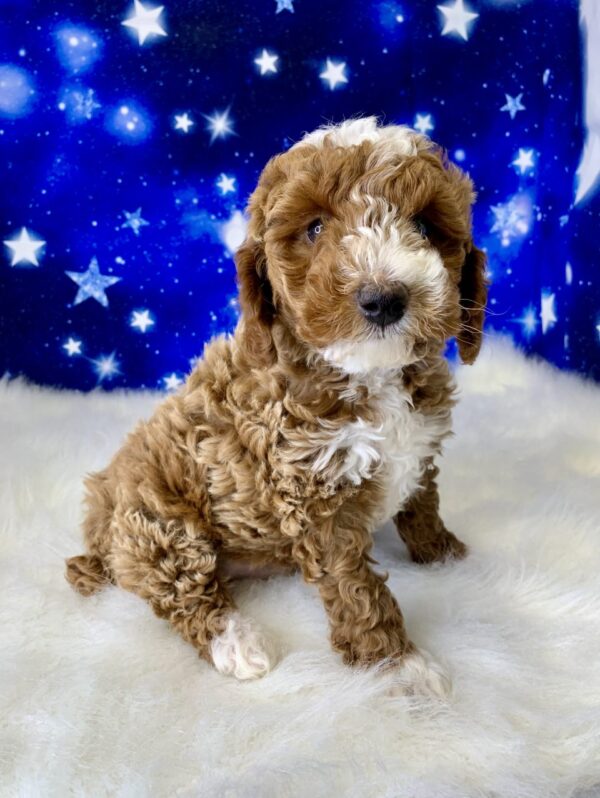 paxton-600x798 Paxton (Male) Poodle, Mini $1899.99