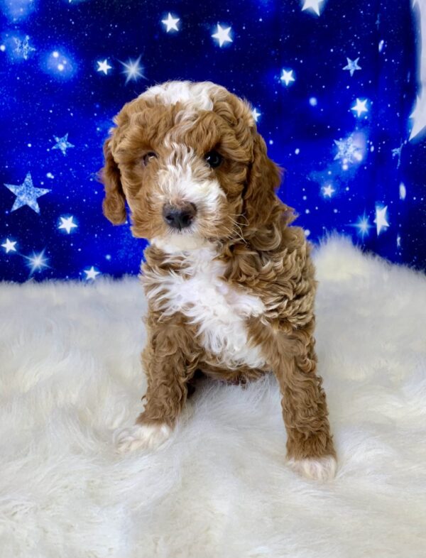 paxton1-600x786 Paxton (Male) Poodle, Mini $1899.99