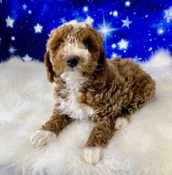 paxton2-600x611 Paxton (Male) Poodle, Mini $1899.99