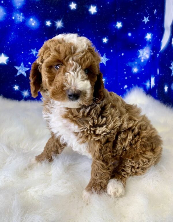 paxton3-600x768 Paxton (Male) Poodle, Mini $1899.99