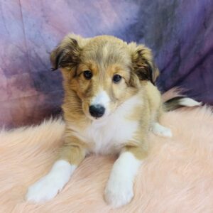 sesame-300x300 Sesame (Female) Shetland Sheepdog (Sheltie) $499.99 (Found Loving Home)