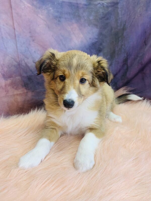 sesame-600x800 Sesame (Female) Shetland Sheepdog (Sheltie) $499.99 (Found Loving Home)
