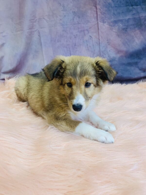 sesame1-600x800 Sesame (Female) Shetland Sheepdog (Sheltie) $499.99 (Found Loving Home)