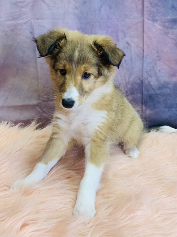 sesame2-600x800 Sesame (Female) Shetland Sheepdog (Sheltie) $499.99 (Found Loving Home)