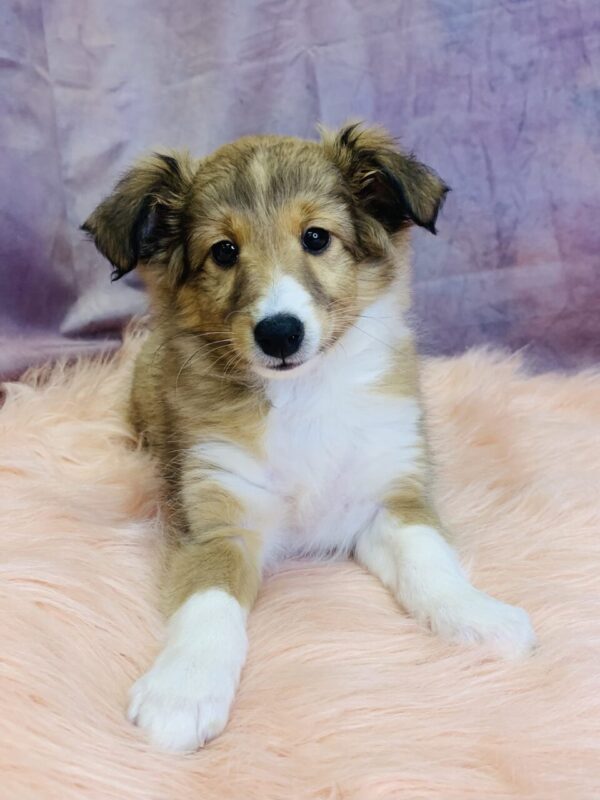 sesame3-600x800 Sesame (Female) Shetland Sheepdog (Sheltie) $499.99 (Found Loving Home)